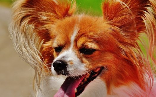 可爱蝴蝶犬图片