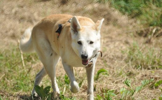 漂亮的中华田园犬