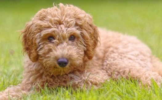 绿色草地趴着的贵宾犬图片