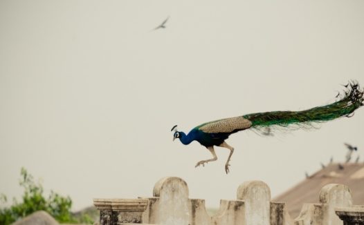 蓝孔雀飞行图片