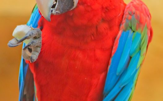 红色野生金刚鹦鹉摄影图片