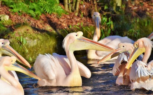 粉红色鹈鹕图片