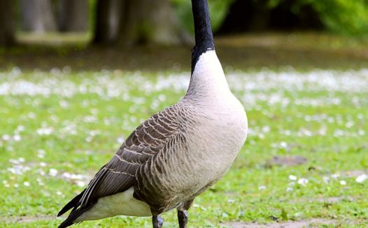 一只加拿大黑雁图片