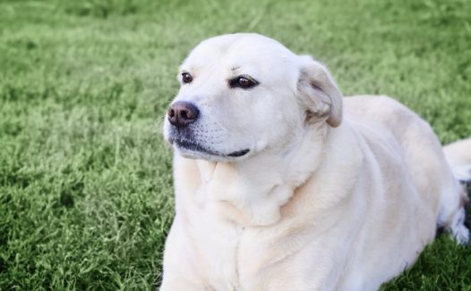 白色拉布拉多狗狗图片