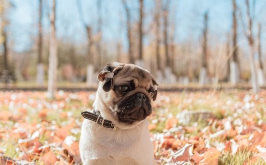 憨狗狗可爱图片