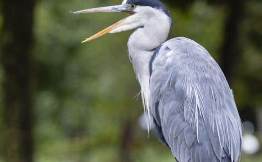 站在树杈上的苍鹭图片