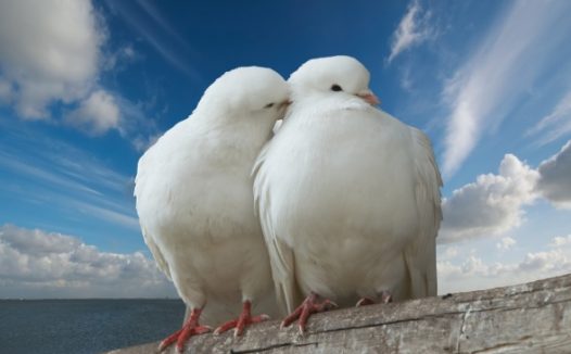 两只白色和平鸽特写图片