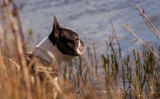站在河边观望的斗牛犬摄影图片