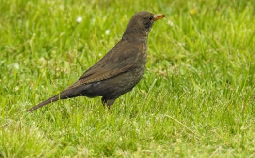 黑鹂鸟图片