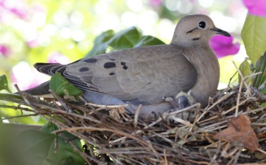 和平鸽高清图片