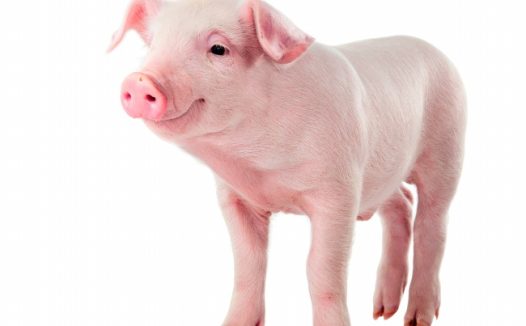 萌宠小猪图片