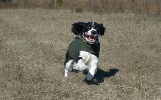 奔跑的史宾格犬图片