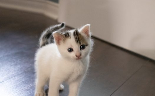 可爱基蒂猫图片