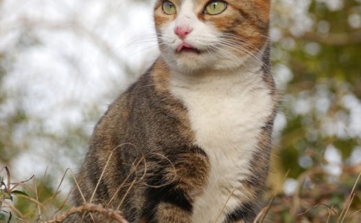 站在高处凝视远方的小猫图片