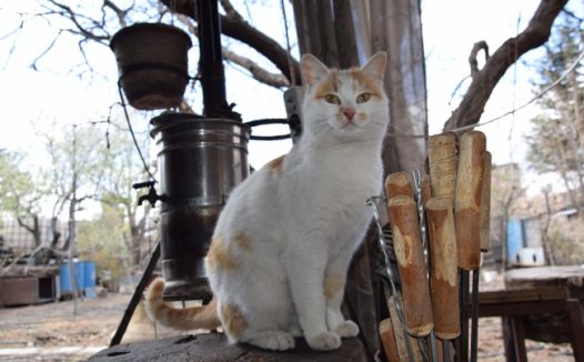 呆萌宠物猫咪图片