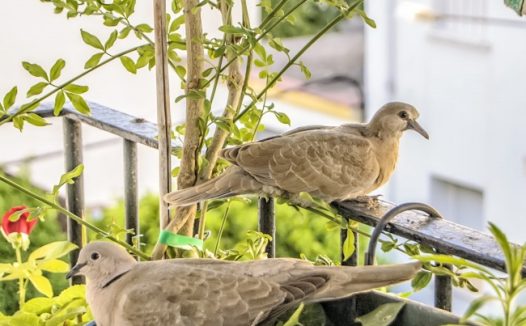 观赏灰鸽子图片
