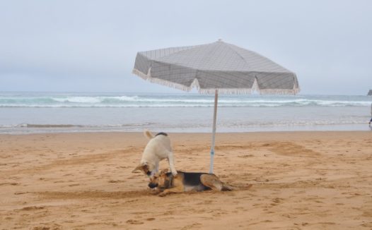 沙滩玩耍狗狗图片