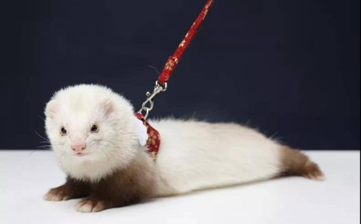 貂宝宝有毒,会上瘾,无解药,但是我愿意沉迷到底从一开始精挑细选大宝,因为计划只收一只,到如家五只了,还在收貂的路上越走越远