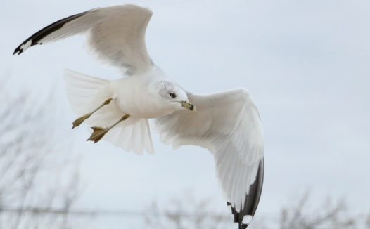 白色黑嘴鸥图片