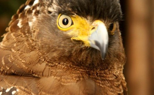 老鹰特写图片