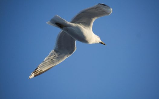 天空翱翔海鸥图片