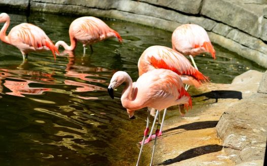 红色水鸟火烈鸟图片