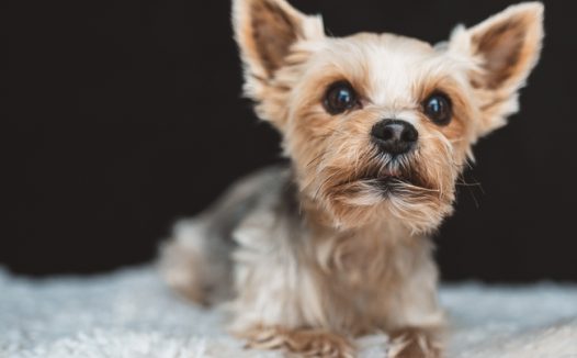 趴在毛毯上的约克夏犬图片