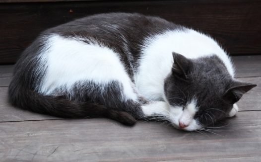 小猫咪睡着图片