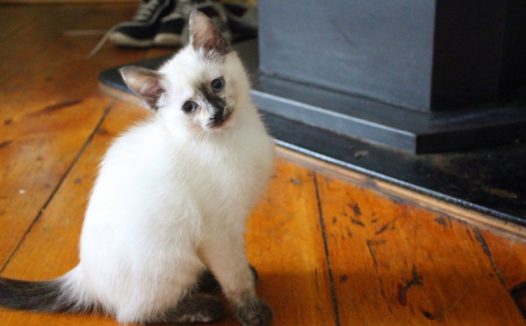 可爱白色宠物猫图片