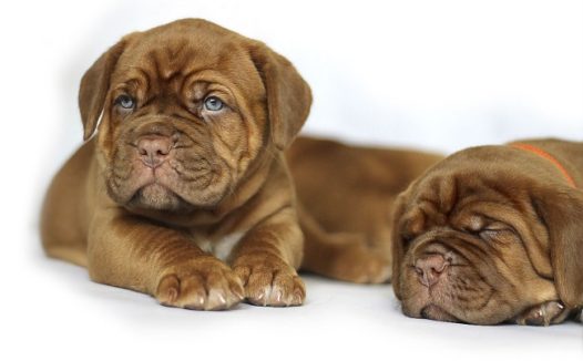 小型斗牛犬图片