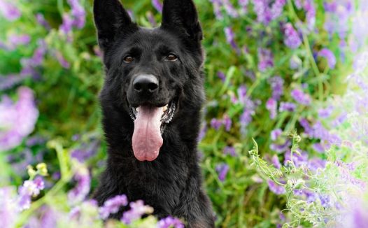 花草丛黑色德国牧羊犬图片