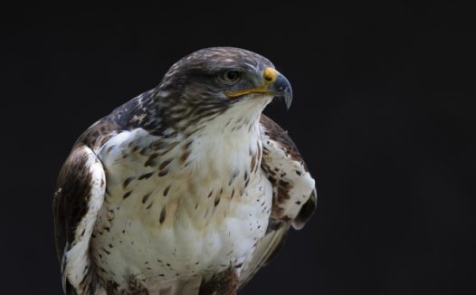 野生白腹猛禽摄影图片