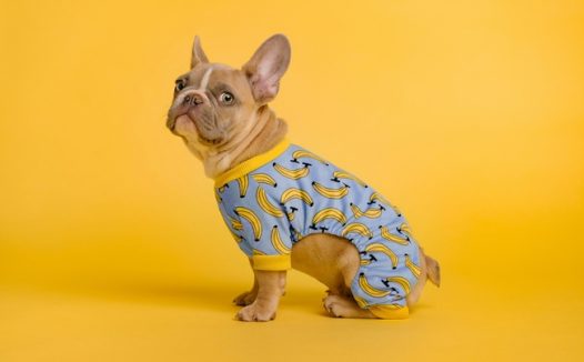 可爱斗牛犬摄影图片