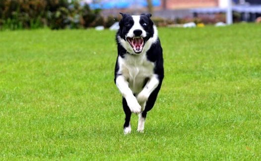 绿色草地上自由奔跑的狗狗图片