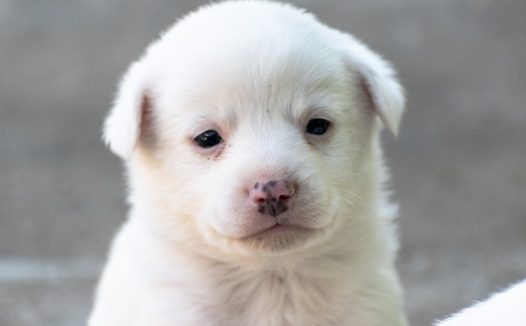 可爱呆萌小白狗图片
