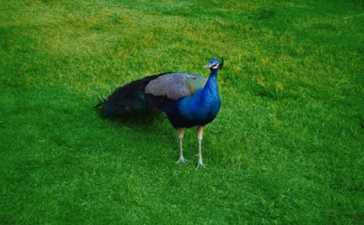 漂亮蓝孔雀图片