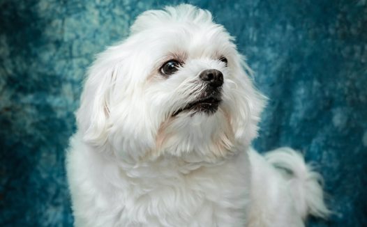 白色贵宾犬可爱狗狗图片