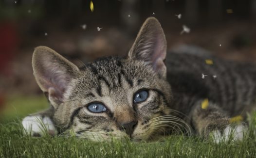 趴在草地上的欧洲短毛猫图片