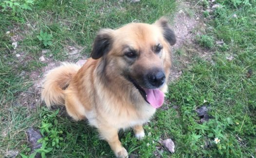 可爱流浪狗图片