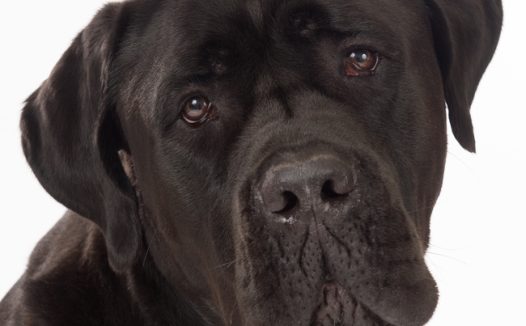 黑色藏獒犬摄影图片