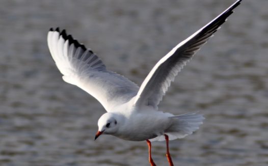 海面高飞海鸥图片