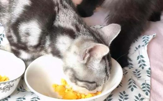 猫驱虫之后能不能吃鸡蛋