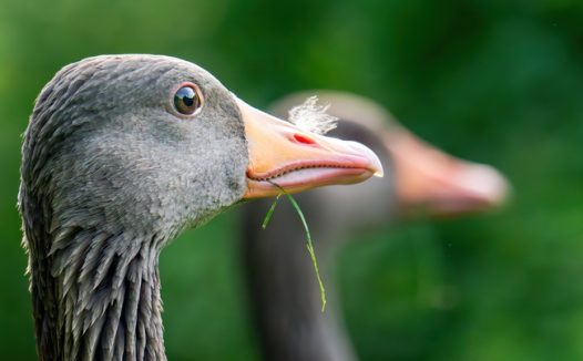 灰雁头部摄影图片