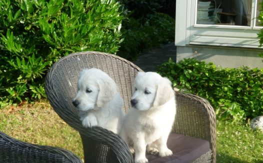 幼崽金毛犬图片