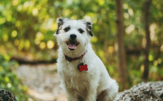 白色憨狗狗图片