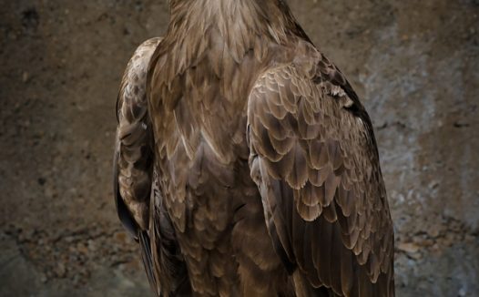 站在木桩上凝视远方的海雕图片