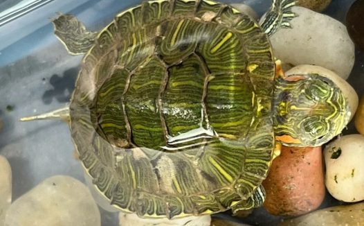 龟龟生病用药误区:养龟千万不能用的药!