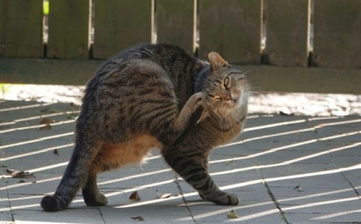 可爱狸花猫图片