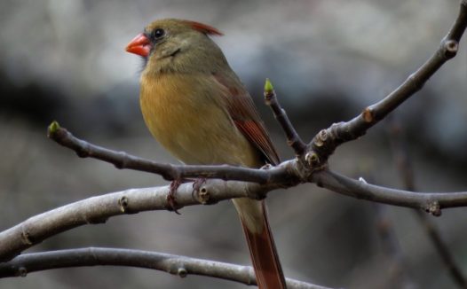 野生红衣主教图片