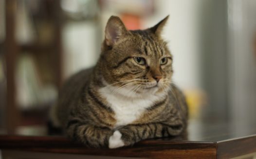 可爱小花猫图片